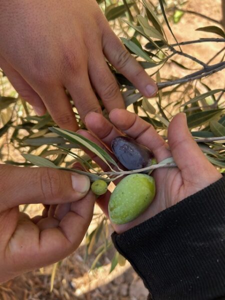 des nouvelles du Marcoc